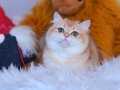 ÜRETİM İÇİN DİŞİ BRITISH SHORTHAIR GOLDEN  BY12