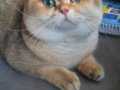 BRITISH SHORTHAIR  AKTİF ERKEK FUL SECERE