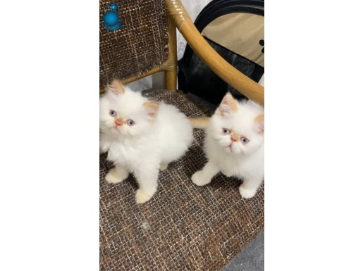 Mavi gözlü erkek bebekler yeni ailelerini bekliyor