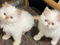 Mavi gözlü erkek bebekler yeni ailelerini bekliyor