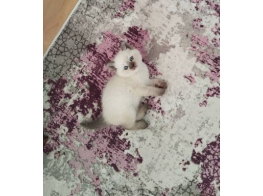 Maskeli simasıyla British Shorthair Top Kafa Bebekler.