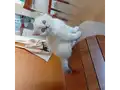 Top Kafa Mavi Gözlü