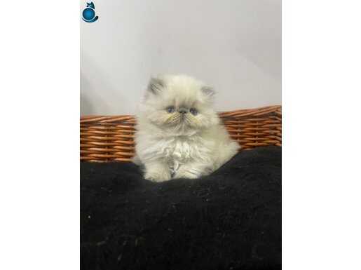 Kusursuz Yüz Hatlarına Sahip Safkan İran Kedisi - Özel Pedigree