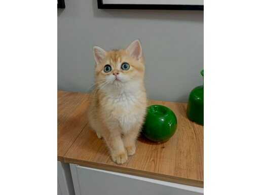 Fulll pediegre ny12 British Shorthair oğlum 