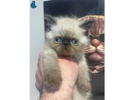 Orijinal exotic bebeklerim