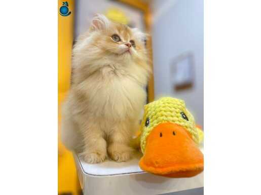 Mükemmel golden bebeğim 