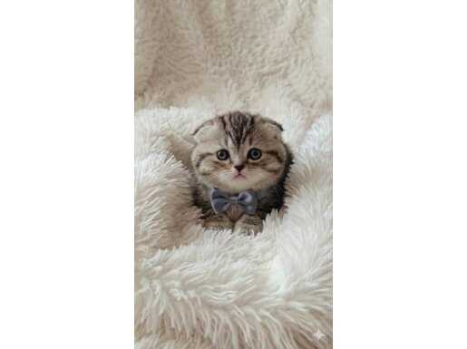 Kıvrık Kulak Ayı Surat Scottish Fold Yavruları