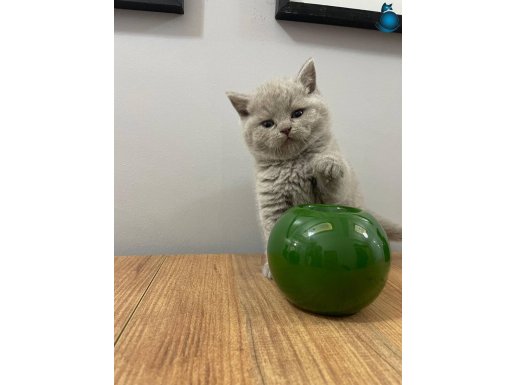Sitenin En Güzeli Top Kafa Fawn Rengi British Shorthair Prensesi