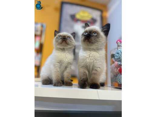 Çikolata point bebeklerim