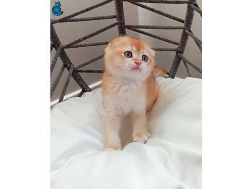 Fold golden safkan erkek