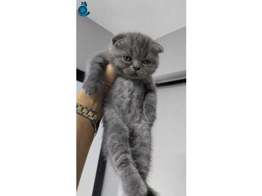 Ayı surat top kafa bebiş 