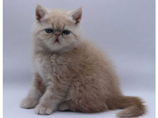 Mükemmel Sıfır Burun 2 Aylık Exotic Shorthair Bebeklerim