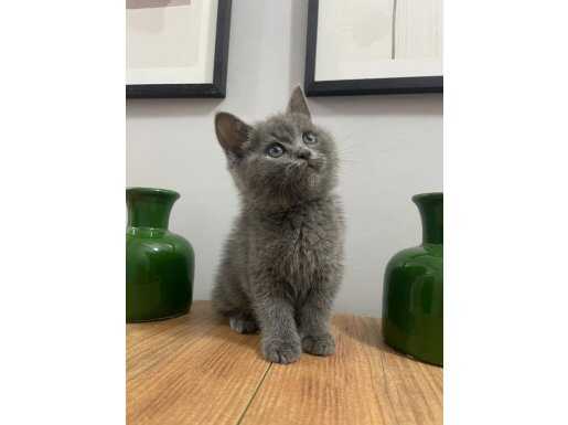 Ayı Surat Top Kafa British Shorthair Dişi