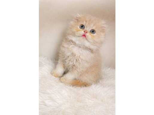 Mükemmel Kürkü Kadife Safkan kardeşler 