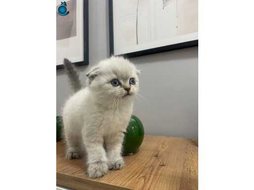 Kafa Yapısı Kusursuz Sıfır Kulak Scottish Fold Bebek