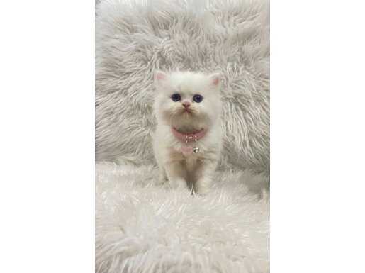 A Kalite Mükemmel Peluş Bebekler 