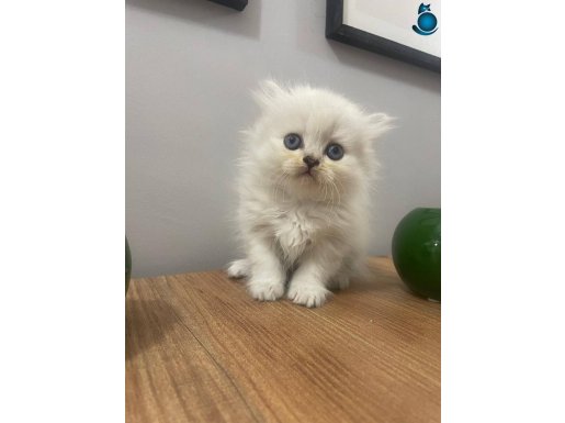 Safkan British Longhair Golden Point Prensesler