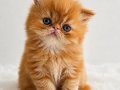 Mükemmel Garfield Bebeğim 