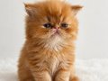 Mükemmel Garfield Bebeğim 