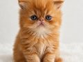 Mükemmel Garfield Bebeğim 