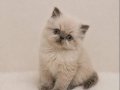 Doll Face İran Himalayan 