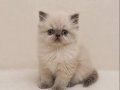 Doll Face İran Himalayan 