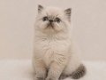 Doll Face İran Himalayan 