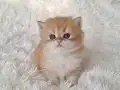 Safkan ny12 kardeşler 