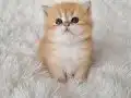 Safkan ny12 kardeşler 