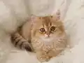 Altın kürklü ny12 bebeğim 