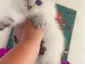 Muhteşem blue bebeklerim
