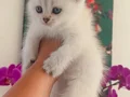 Muhteşem blue bebeklerim