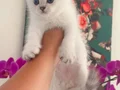 Muhteşem blue bebeklerim