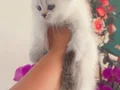 Muhteşem blue bebeklerim