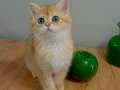 Fulll pediegre ny12 British Shorthair oğlum 