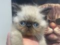 Orijinal exotic bebeklerim