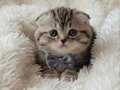 Kıvrık Kulak Ayı Surat Scottish Fold Yavruları