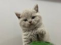 Sitenin En Güzeli Top Kafa Fawn Rengi British Shorthair Prensesi