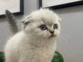 Kafa Yapısı Kusursuz Sıfır Kulak Scottish Fold Bebek
