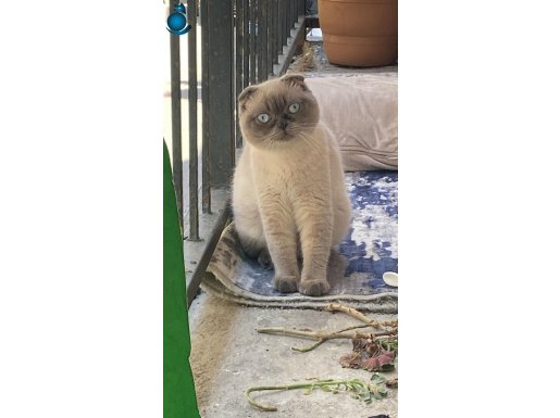 ücretsiz sahiplendirme blue point scottish fold