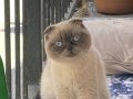 ücretsiz sahiplendirme blue point  scottish fold