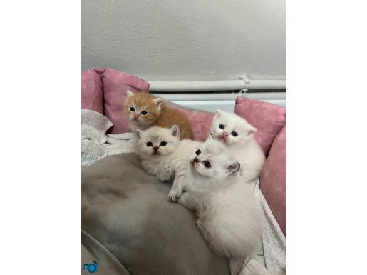 KENDI KIZIMIN BEBEKLERI 35 GÜNLÜKLER