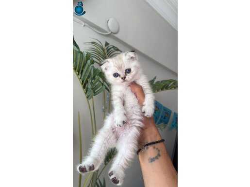 KENDİ KIZIMIN TEK DİŞİ BEBEĞİ