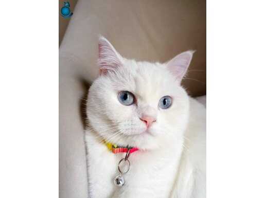 Ücretsiz sahiplendirme uygun kriterler sağlanırsa verilecek 