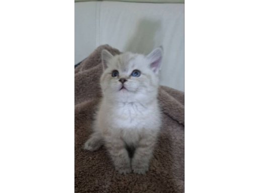 BLUE POİNT BİRİTİSH SHORTHAİR