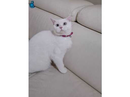 MAVİ GÖZLÜ BİRİTİSH SHORTHAİR