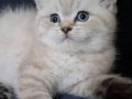 SAFKAN A KALİTE BLUE POİNT BRİTİSH SHORTHAİR YAVRULAR 