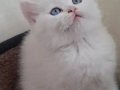 SAFKAN KAR BEYAZI MAVİ GÖZLÜ BİRİTİSH SHORTHAİR 