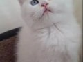 SAFKAN KAR BEYAZI MAVİ GÖZLÜ BİRİTİSH SHORTHAİR 