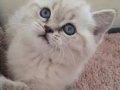 SAFKAN A KALİTE BLUE POİNT BRİTİSH SHORTHAİR YAVRULAR 